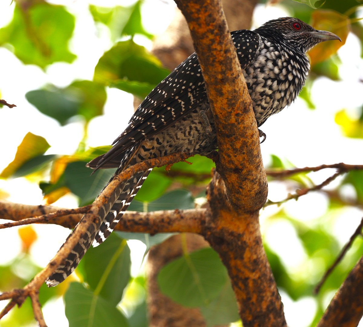 Asian Koel - ML618080955