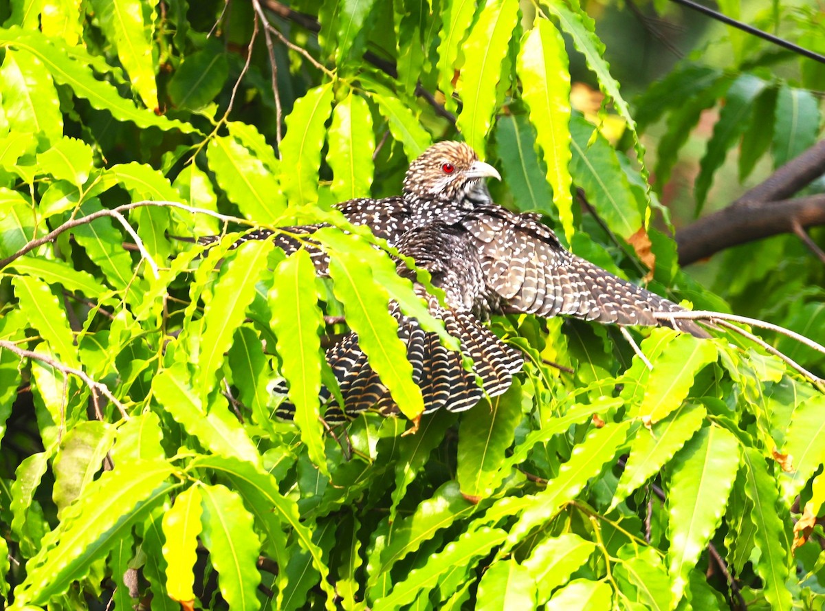 Asian Koel - ML618080956