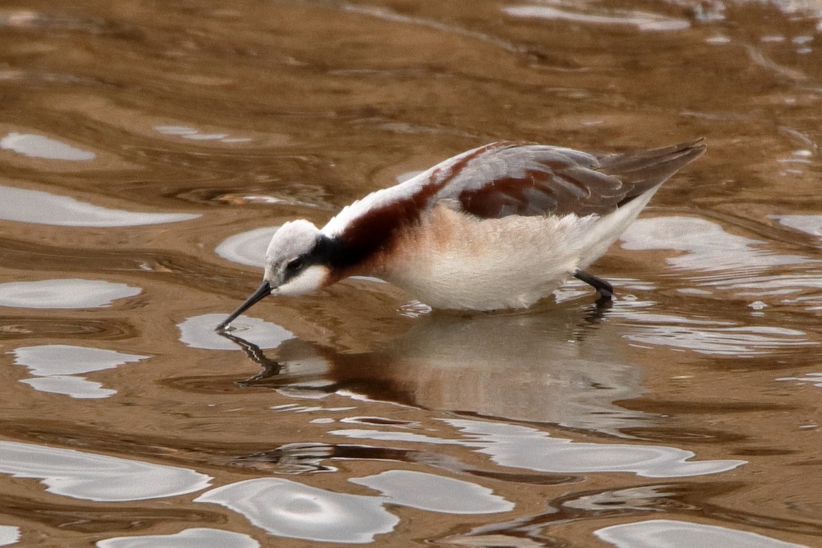 Wilson's Phalarope - Aaron O