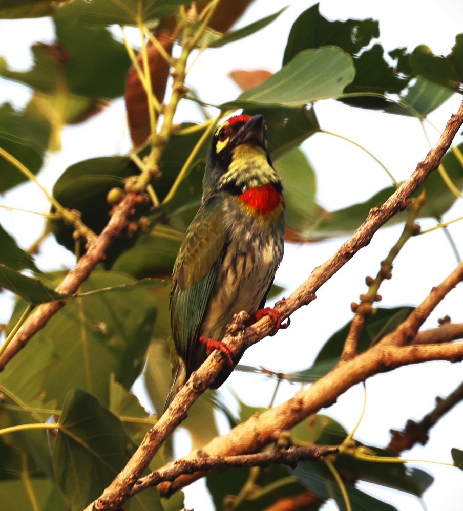 Coppersmith Barbet - Sunil Zaveri