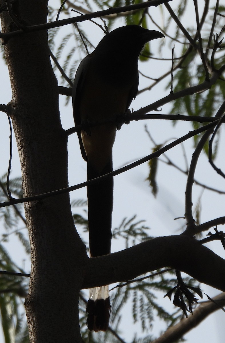 Rufous Treepie - Prof Chandan Singh Dalawat