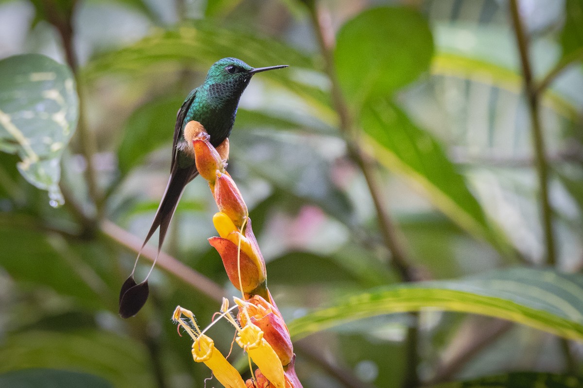 Peruvian Racket-tail - Susan Brickner-Wren