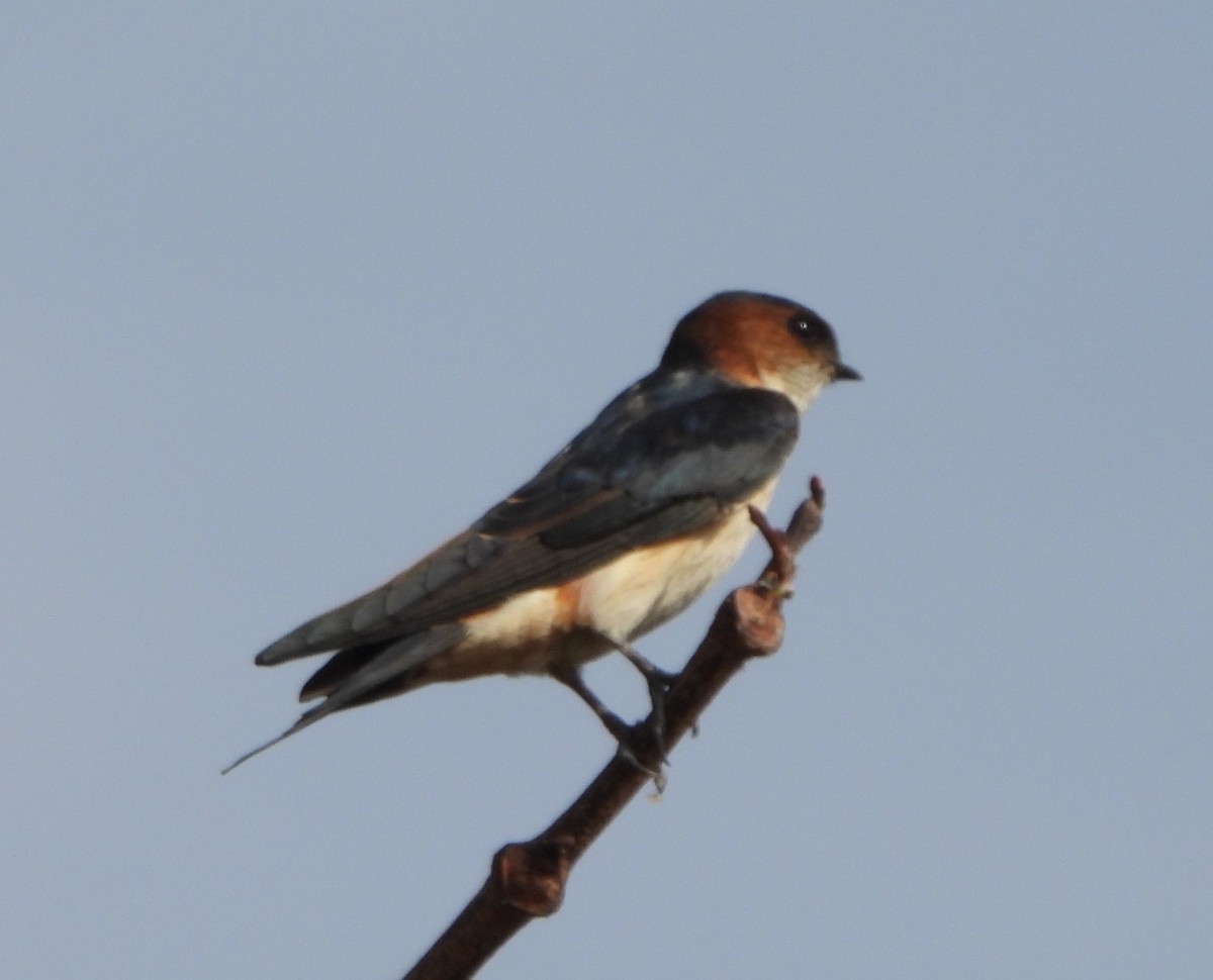 Red-rumped Swallow - Prof Chandan Singh Dalawat