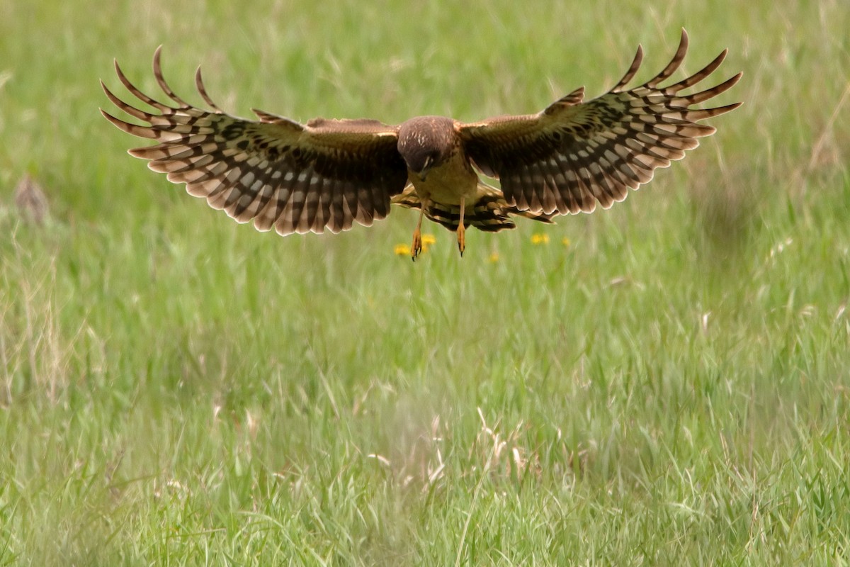 Northern Harrier - Aaron Oppelt