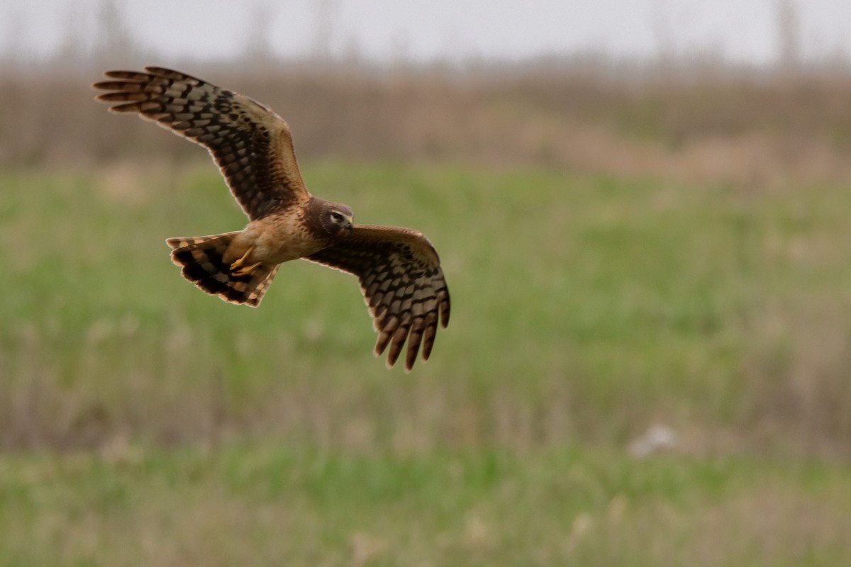 Northern Harrier - Aaron Oppelt