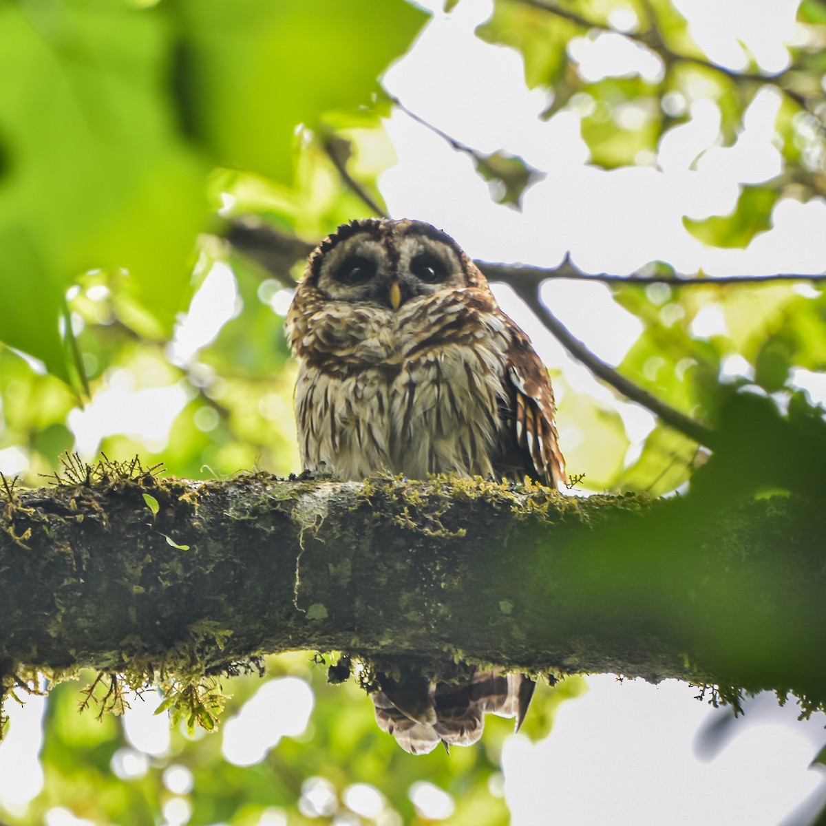 Fulvous Owl - ML618081041