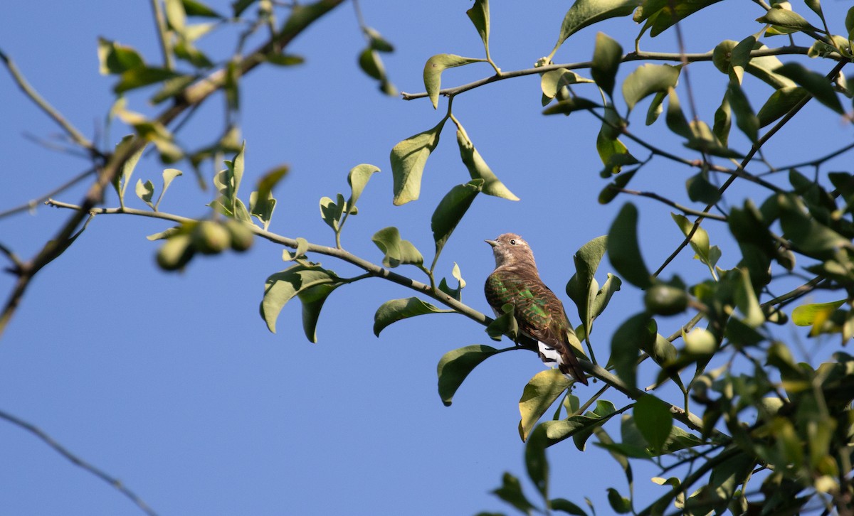 Klaas's Cuckoo - ML618081051