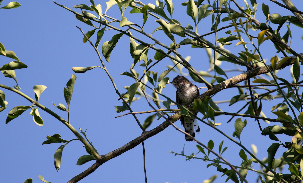 Klaas's Cuckoo - simon walkley