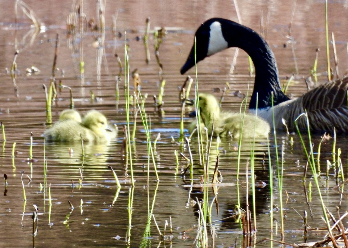 Canada Goose - ML618081054