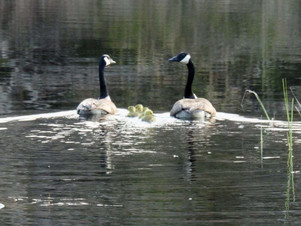 Canada Goose - ML618081055