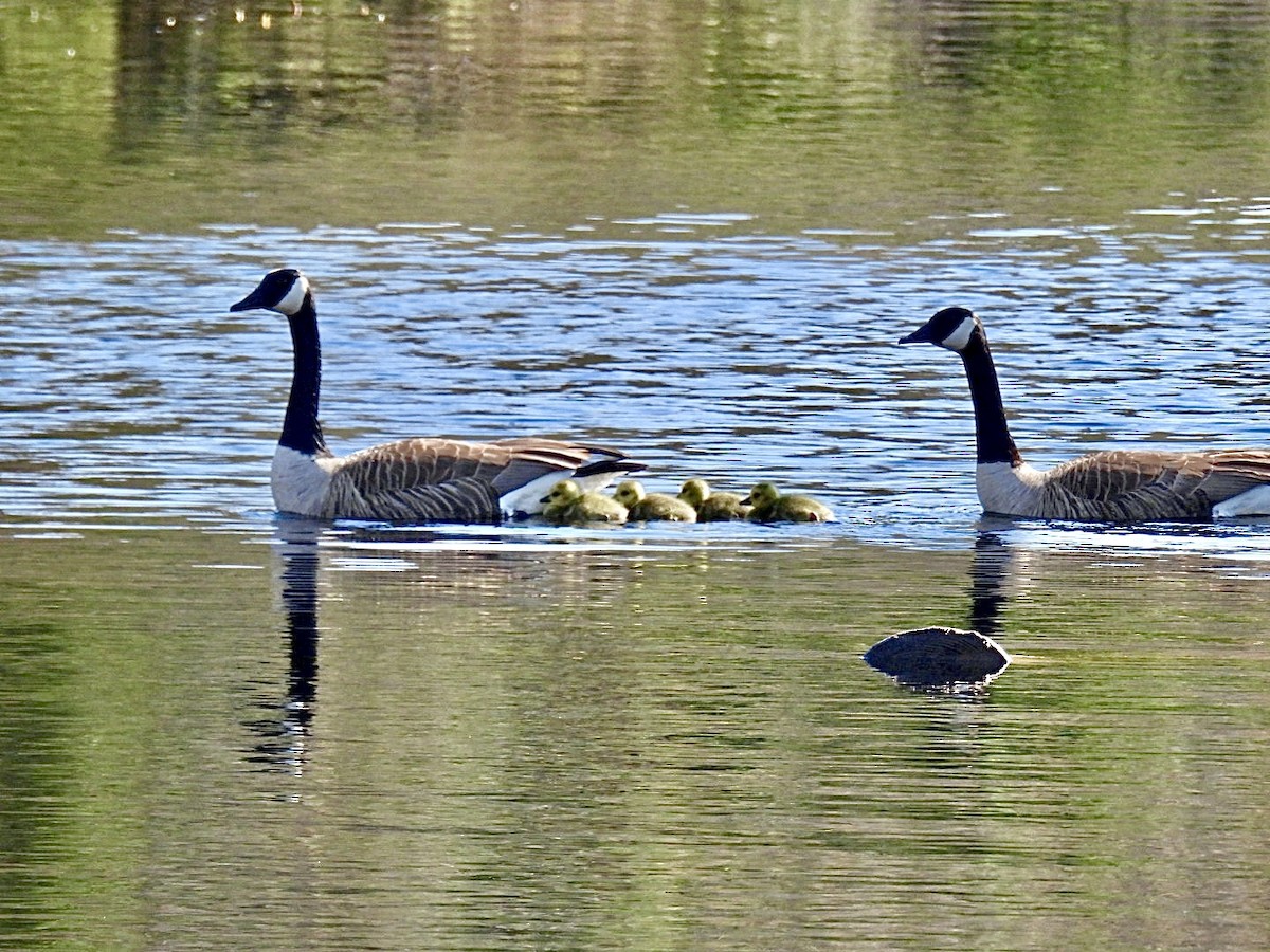 Canada Goose - ML618081056