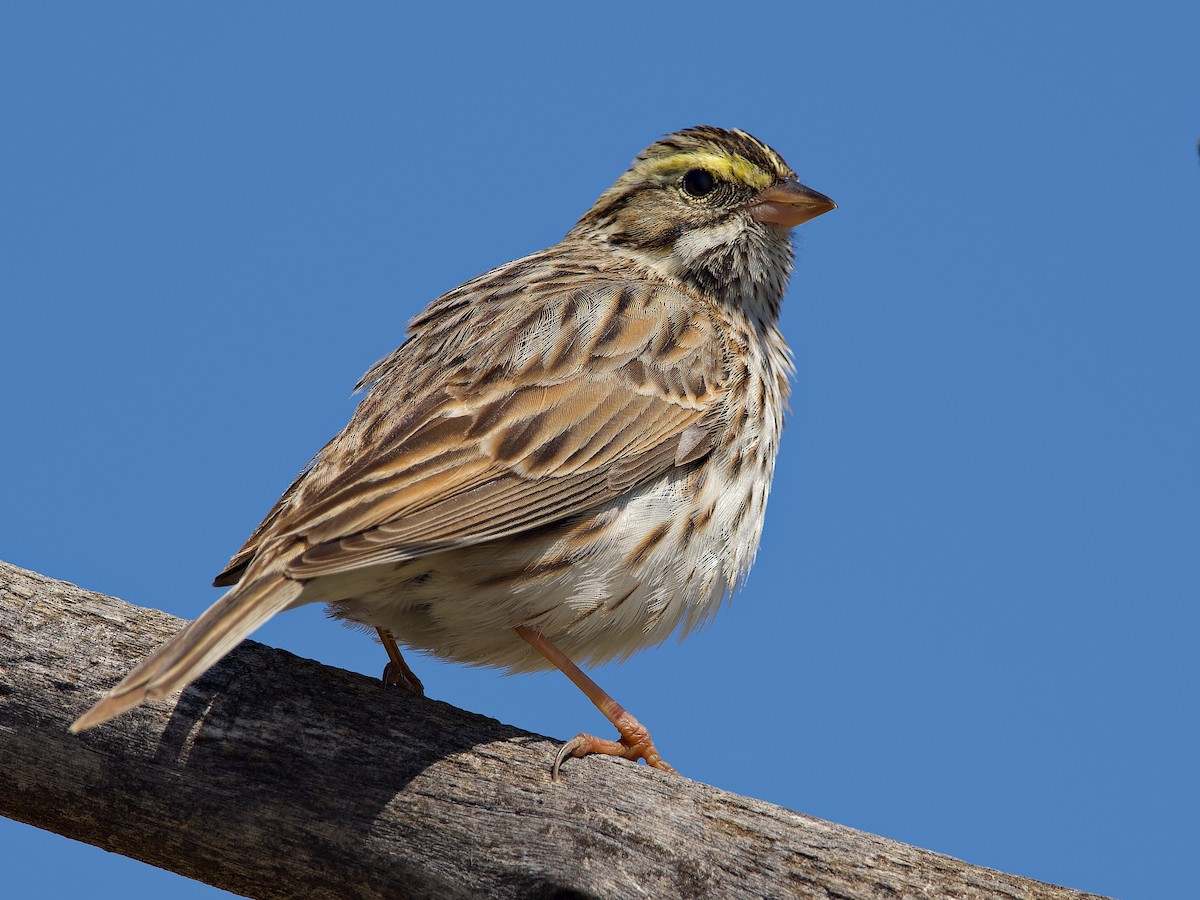 Savannah Sparrow - ML618081103
