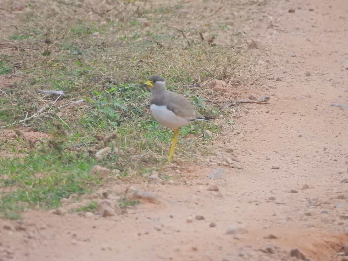 Yellow-wattled Lapwing - Jayendra Rakesh Yeka