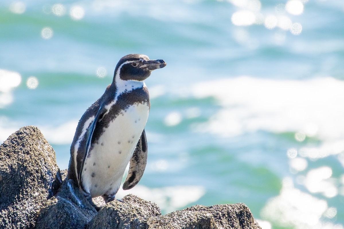 Humboldt Penguin - Pablo Andrés Cáceres Contreras