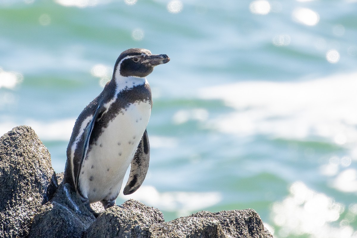 Humboldt Penguin - Pablo Andrés Cáceres Contreras