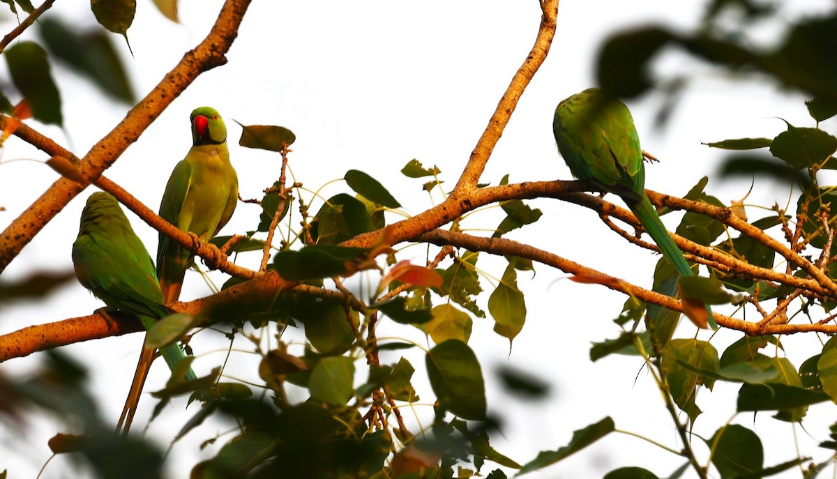 Rose-ringed Parakeet - Sunil Zaveri