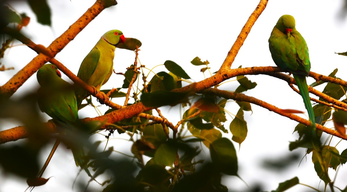 Rose-ringed Parakeet - Sunil Zaveri