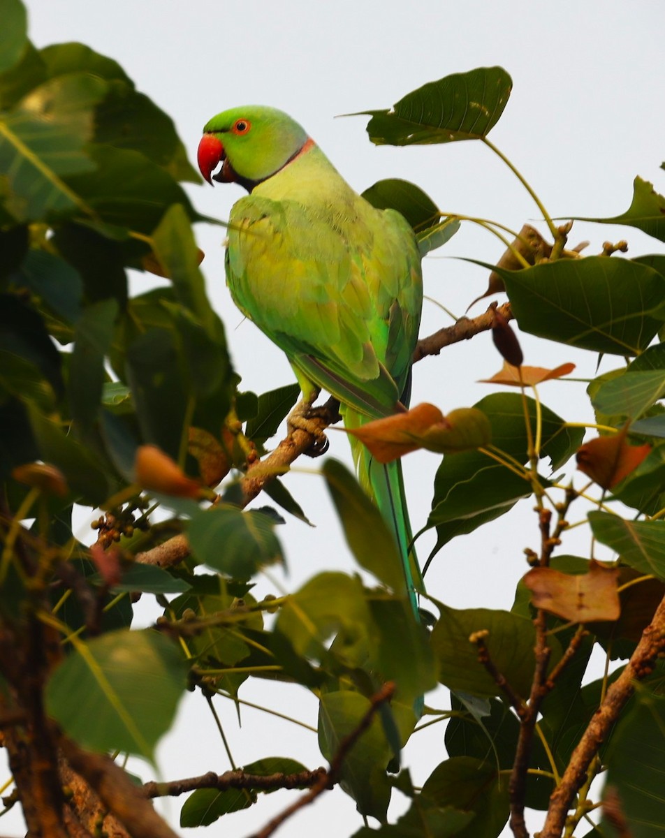 Rose-ringed Parakeet - Sunil Zaveri