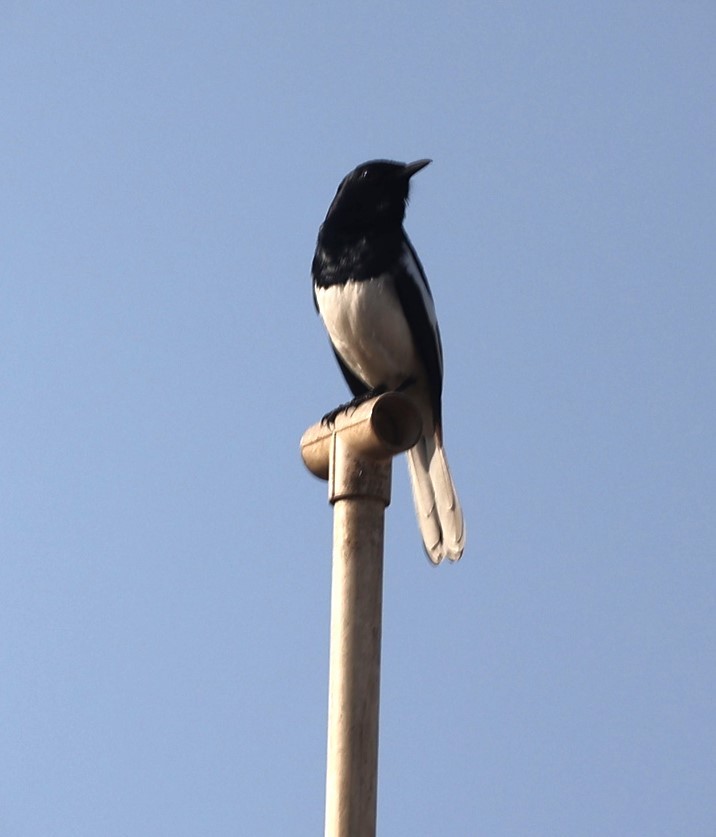 Oriental Magpie-Robin - Sunil Zaveri