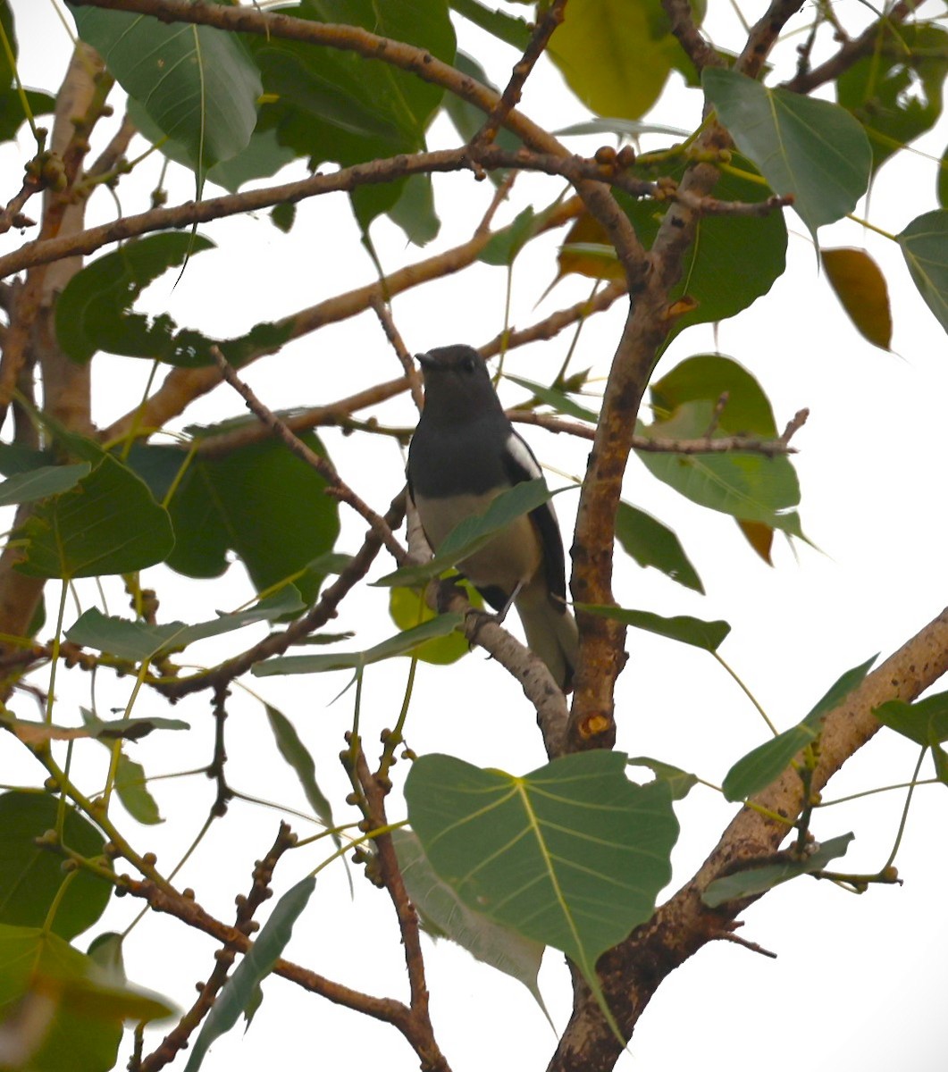 Oriental Magpie-Robin - Sunil Zaveri