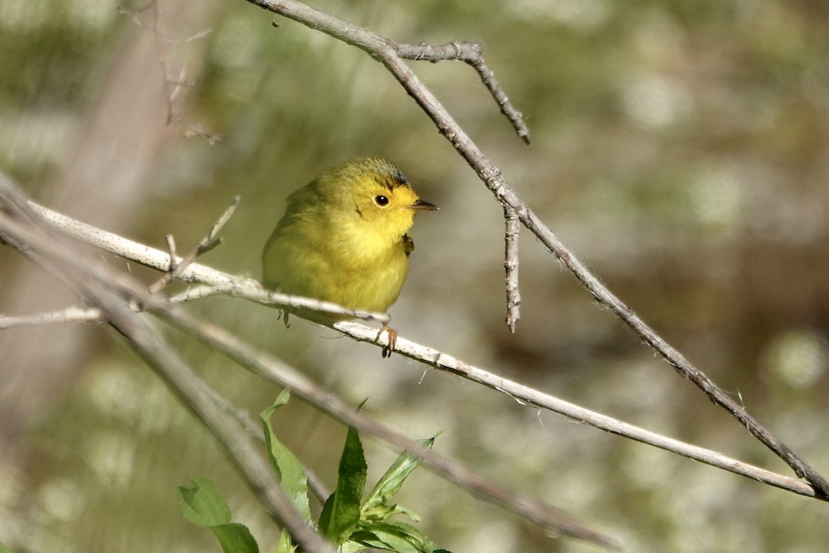 Wilson's Warbler - Sara Griffith