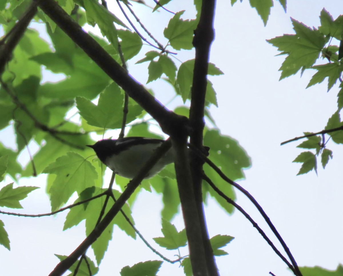 Black-throated Blue Warbler - Susan Harrison