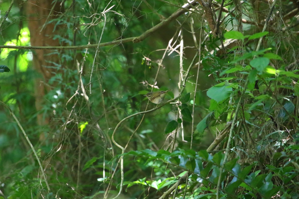 Sakhalin Leaf Warbler - Ko Cheng