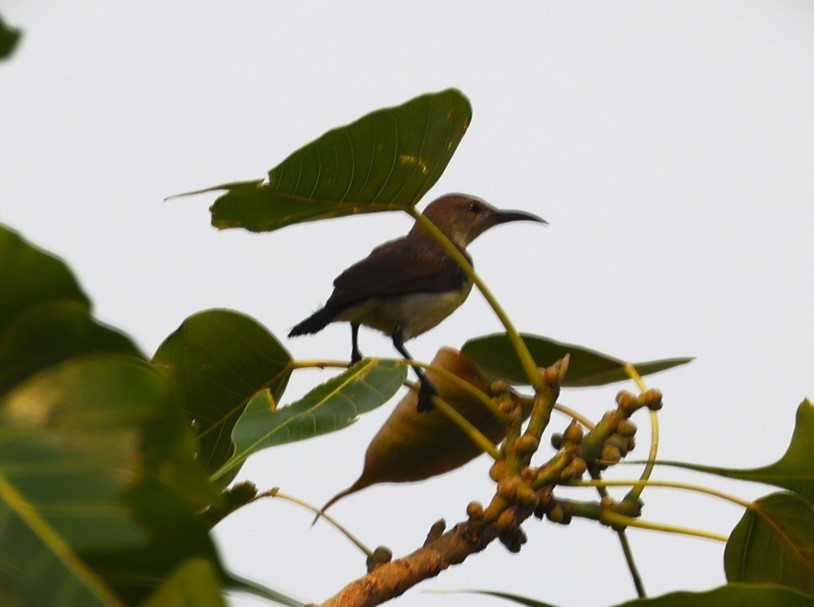 Purple-rumped Sunbird - Sunil Zaveri