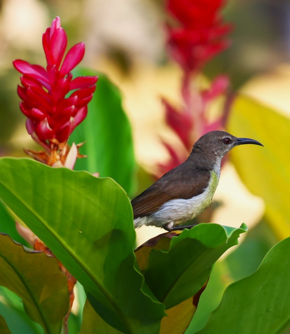 Purple-rumped Sunbird - Sunil Zaveri