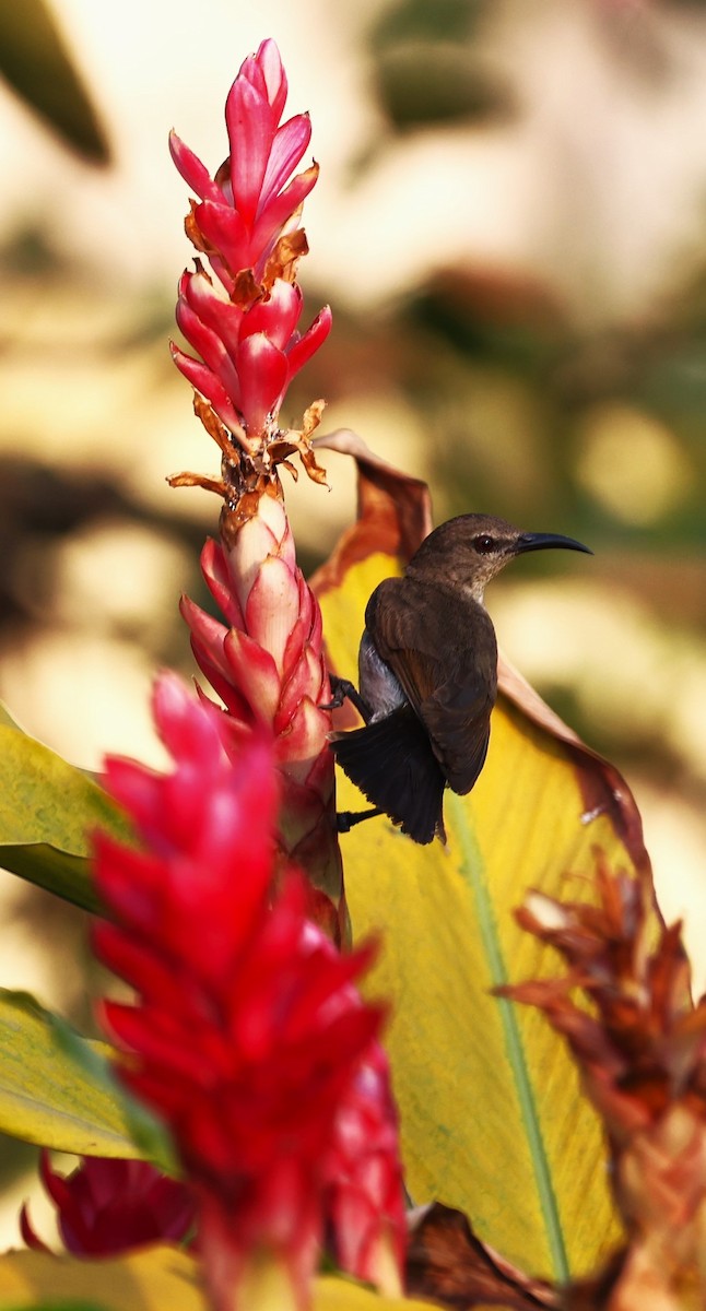 Purple-rumped Sunbird - Sunil Zaveri