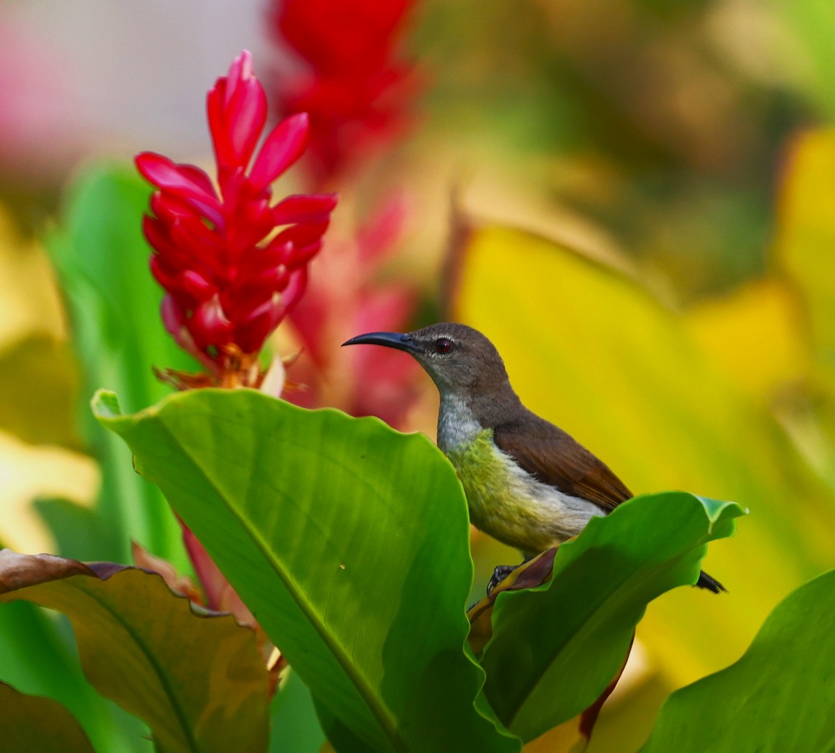 Purple-rumped Sunbird - Sunil Zaveri