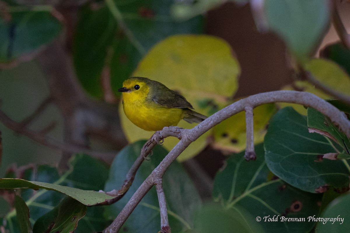 Hooded Warbler - Todd Brennan