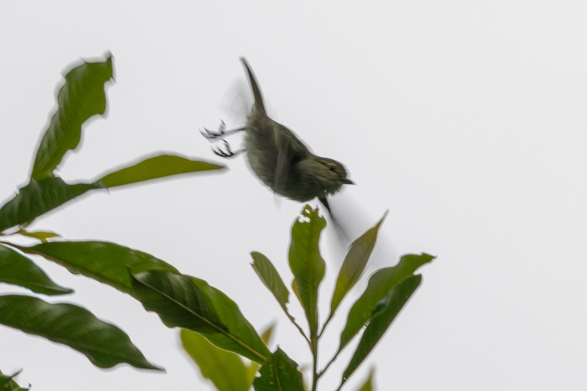 Golden-faced Tyrannulet - Susan Brickner-Wren