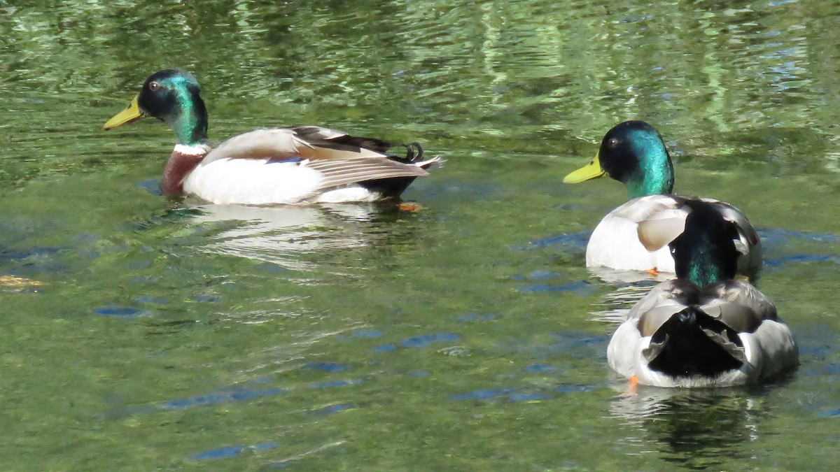 Canard colvert - ML618081184