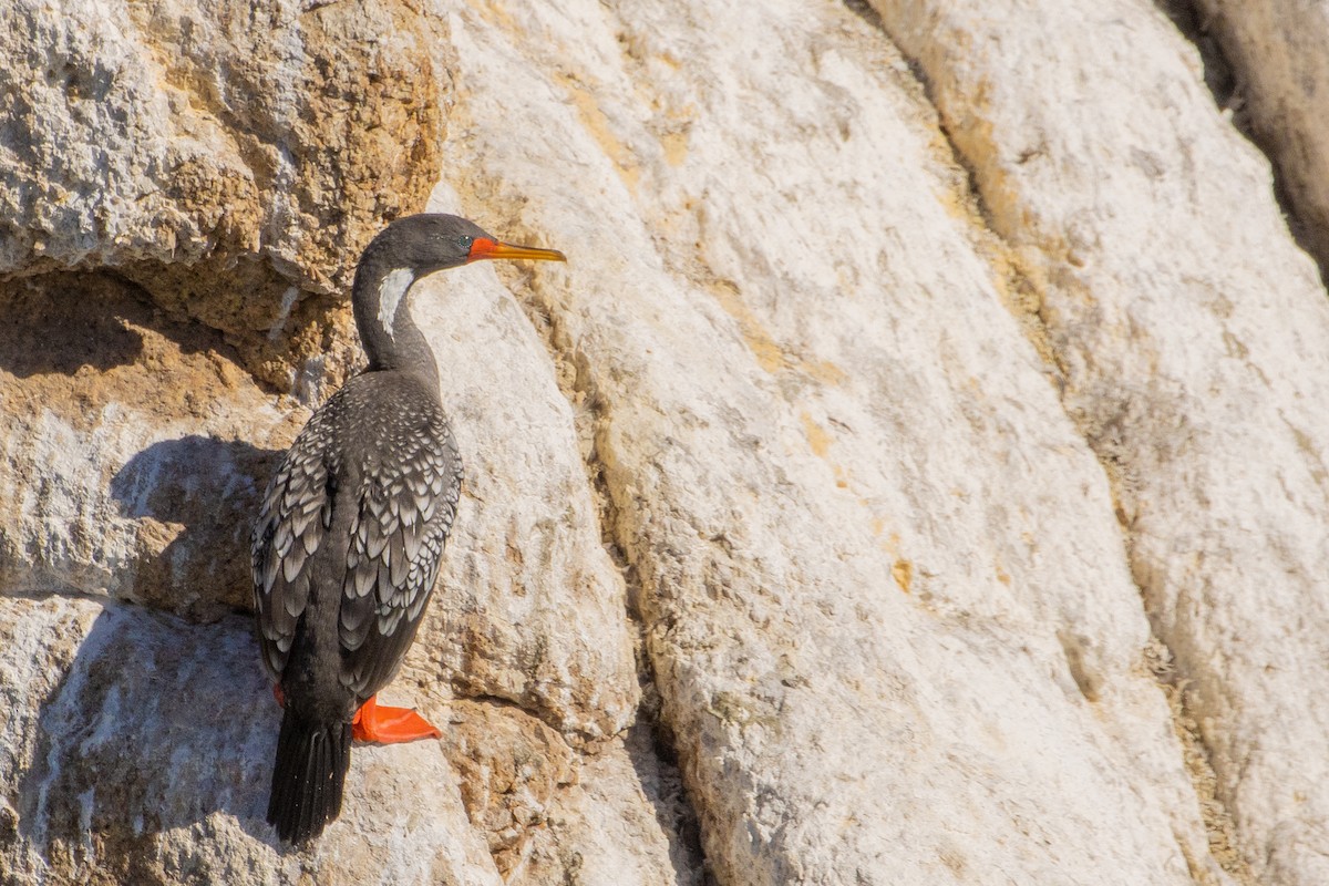 Red-legged Cormorant - Pablo Andrés Cáceres Contreras