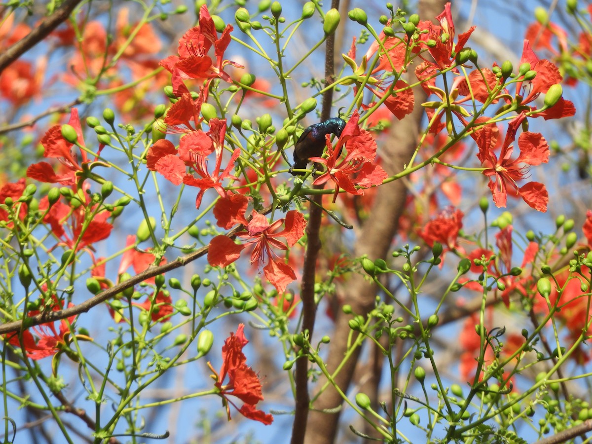 Loten's Sunbird - Sridhara B A