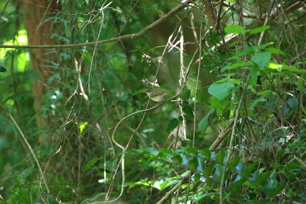 Sakhalin Leaf Warbler - Ko Cheng