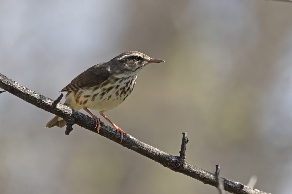 Louisiana Waterthrush - Tommy Childers