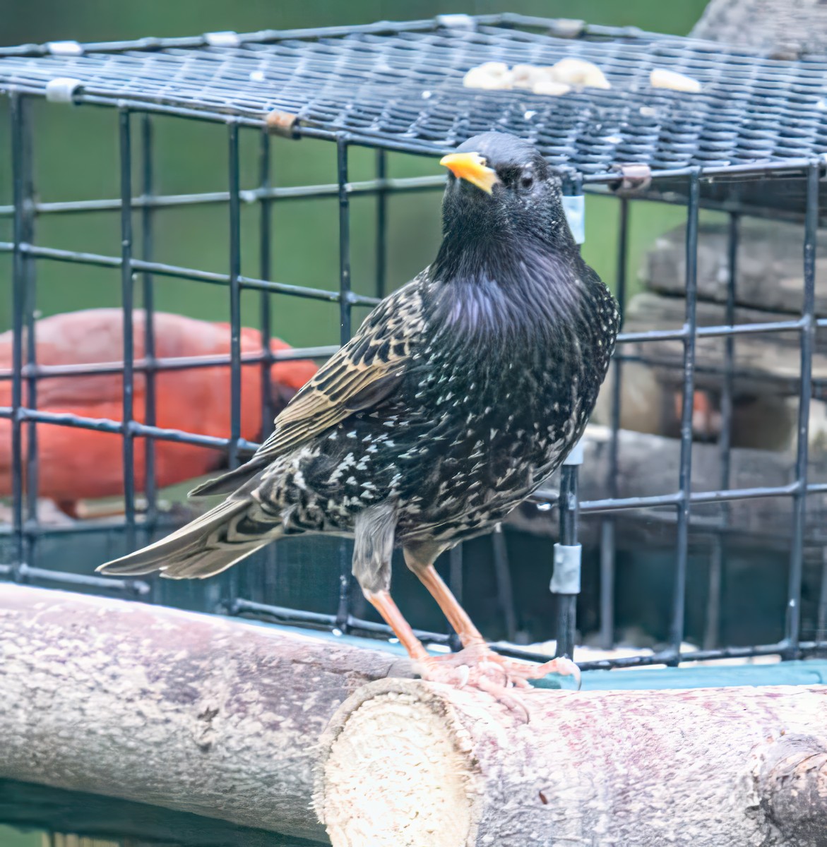 European Starling - Bert Filemyr