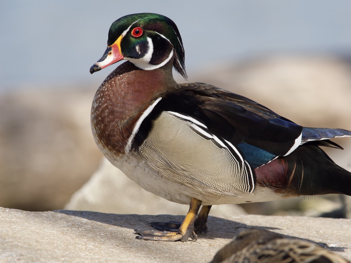 Wood Duck - ML618081242