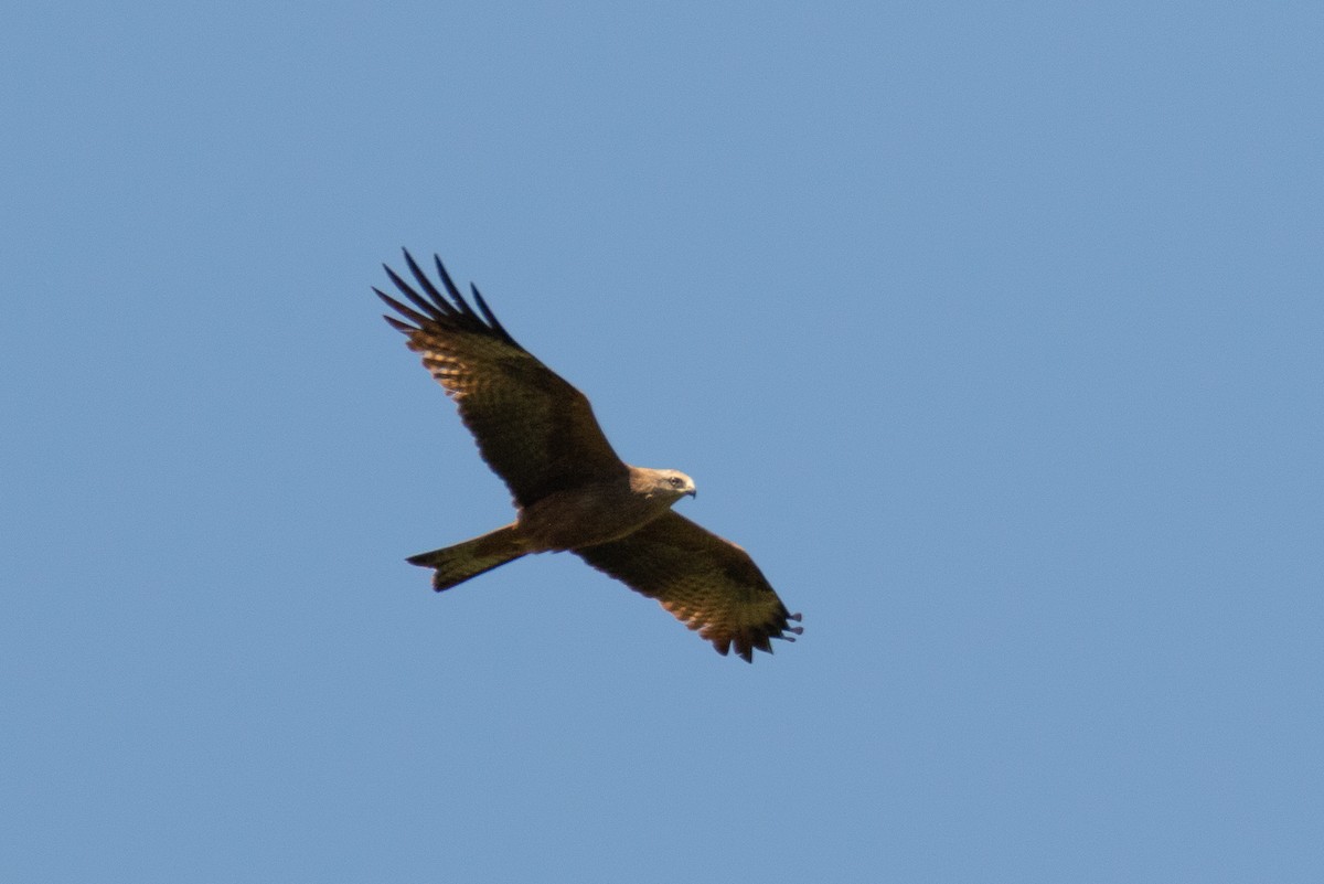 Black Kite - J. Caria Rodrigues