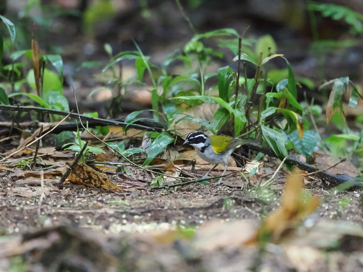 Pectoral Sparrow - ML618081247