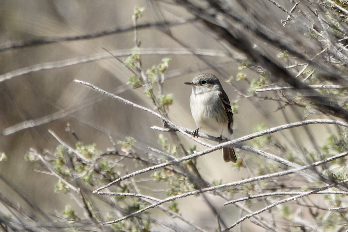 Gray Flycatcher - Sara Griffith