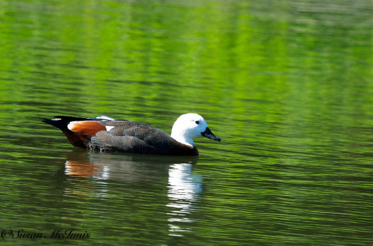 Paradise Shelduck - Susan Mac