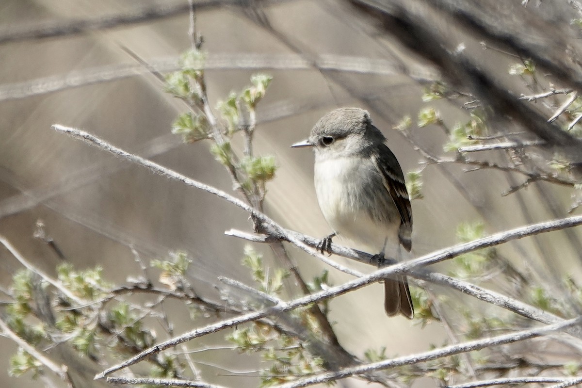 Gray Flycatcher - Sara Griffith