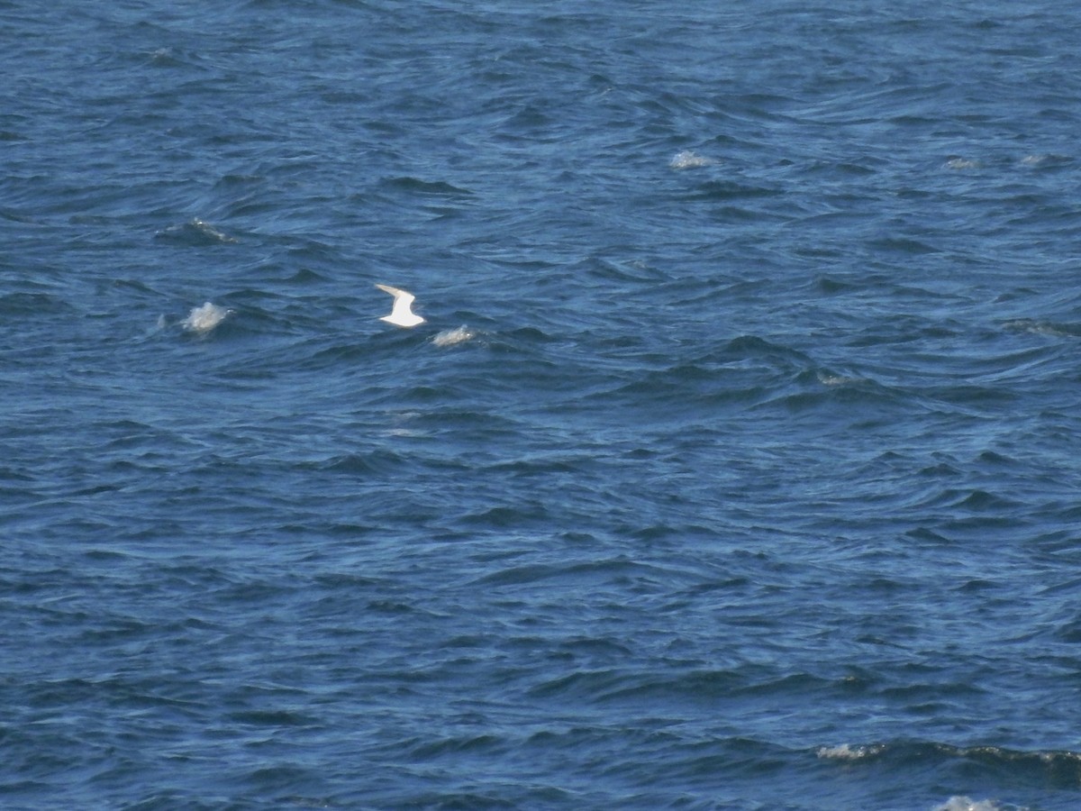 Gaviota Cabecinegra - ML618081283