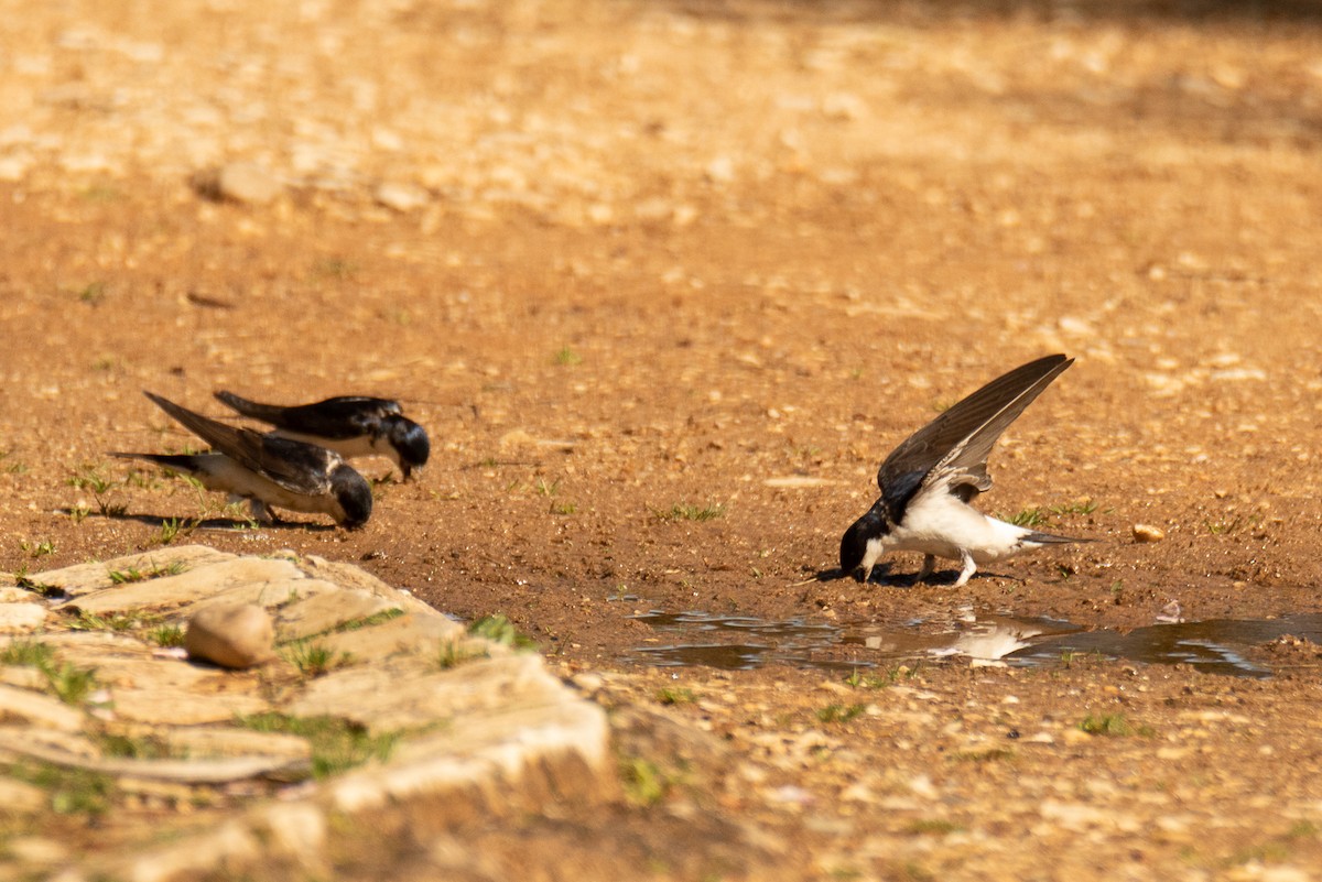 Western House-Martin - ML618081299