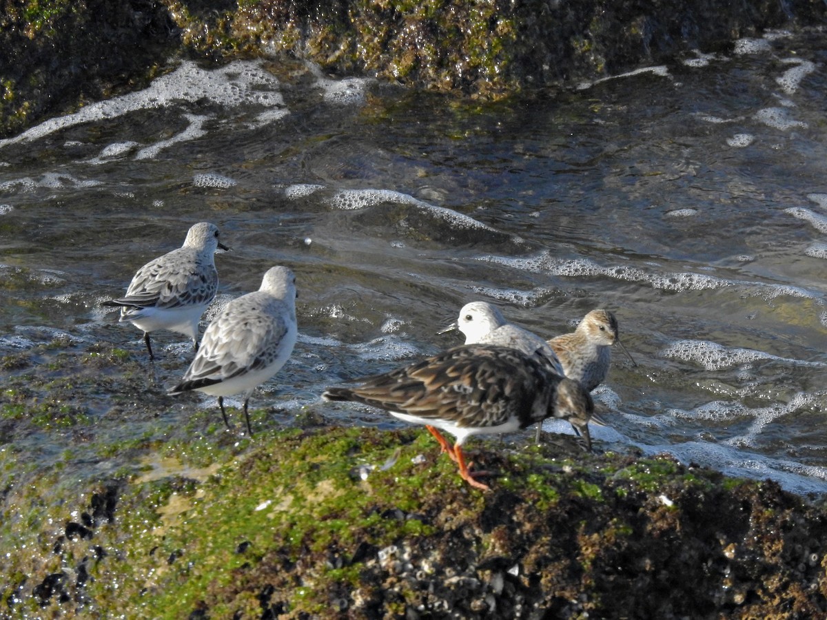 Bécasseau sanderling - ML618081322