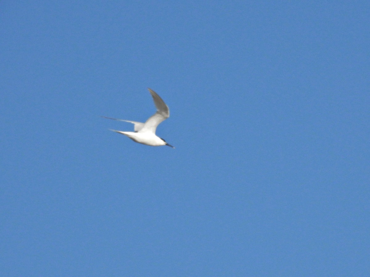 Sandwich Tern - ML618081333