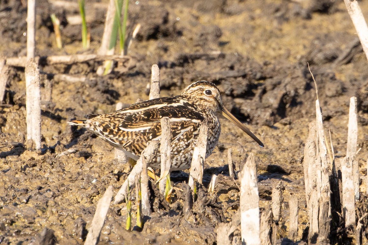 Magellanic Snipe - Pablo Andrés Cáceres Contreras